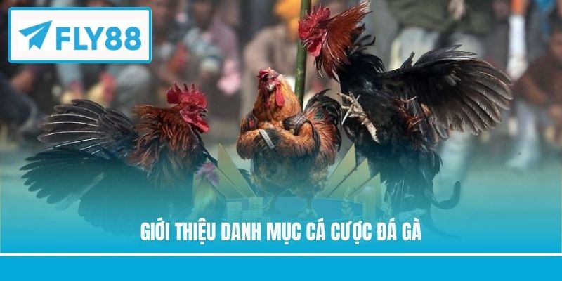 Giới thiệu danh mục cá cược đá gà