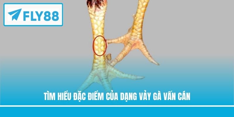 Tìm hiểu đặc điểm của dạng vảy gà vấn cán